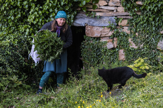 bushel of stinging nettle