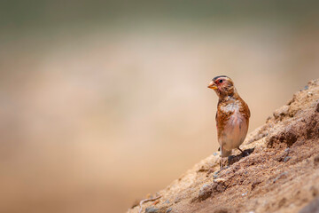 Eurasian Crimson winged Finch. Rhodopechys sanguineus. Nature background.
