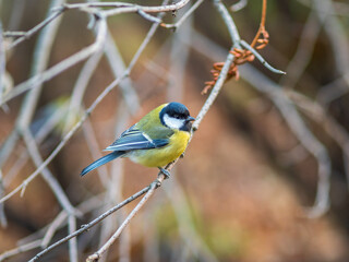 Cute bird Great tit, songbird sitting on a branch without leaves in the autumn or winter.