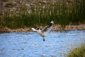 Seagull Landing over a Lake
