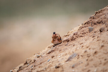 Eurasian Crimson winged Finch. Rhodopechys sanguineus. Nature background.