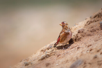Eurasian Crimson winged Finch. Rhodopechys sanguineus. Nature background. © Serkan Mutan