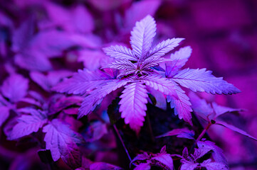 cannabis cannabis plant under LED lighting