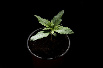 cannabis sprout on a black background, the first leaves of cannabis