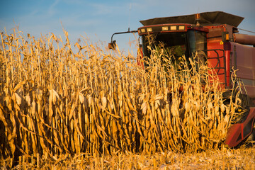 The harvester works in the field