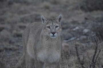 lioness in the grass