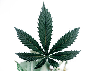 cannabis leaf medical marijuana plant