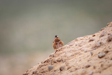 Eurasian Crimson winged Finch. Rhodopechys sanguineus. Nature background.