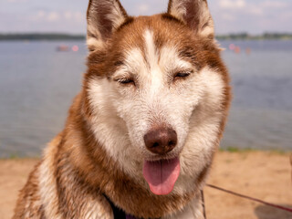 portrait of Wet husky dog near the water. A beautiful husky is swimming in the lake. Summer time and vacation concept. copy space. close up