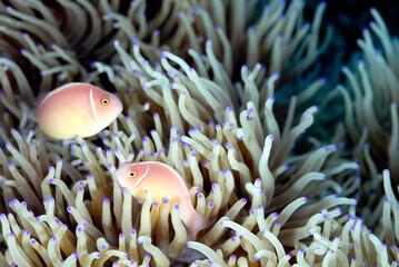An anemone and it's Clown fish