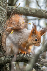 The squirrel with nut sits on a branches in the spring or summer.
