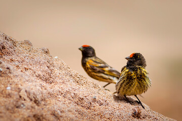 Red fronted Serin. Serinus pusillus. Nature background.