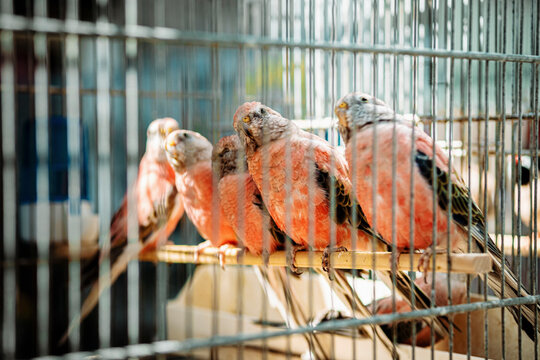 Parakeets