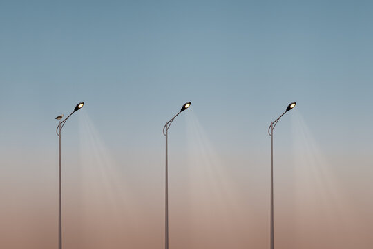 Urban Palm Trees