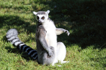 Katta / Ring-tailed lemur / Lemur catta