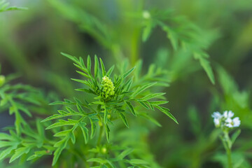 Fototapeta premium Ragweed bushes. Ambrosia artemisiifolia dangerous allergy-causing plant to meadow among summer herbs. Weed bursages and burrobrushes whose pollen is deadly for allergy sufferers