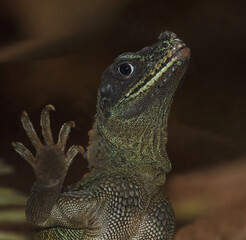 Molukkensegelechse / Weber's crested lizard or Weber's sailfin lizard / Hydrosaurus weberi