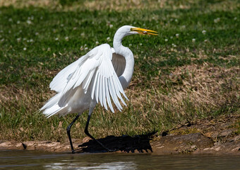 Great Egret