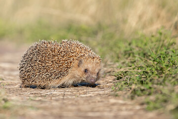 hedgehog on the grass..