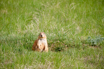 Prairie Dog Portrait
