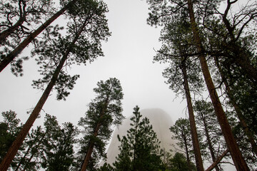 devils tower with trees and fog