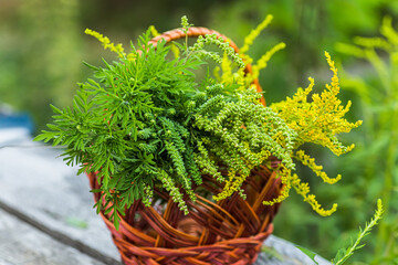 Buquets Ragweed bushes, Ambrosia artemisiifolia and Solidago, goldenrods In basket