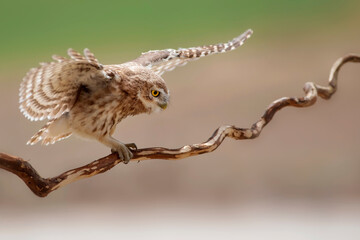Flying owl. Little owl. Nature background. Athene noctua.  