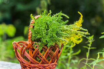 Buquets Ragweed bushes, Ambrosia artemisiifolia and Solidago, goldenrods In basket