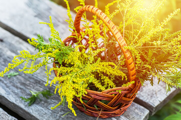 Buquets Ragweed bushes, Ambrosia artemisiifolia and Solidago, goldenrods In basket