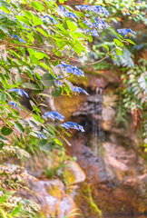 Waterfall of Asukayama Park behind the Japanese hydrangeas flowers called gaku-ajisai in the Asuka-no-komichi road famous for its blossoming hortensias in June.