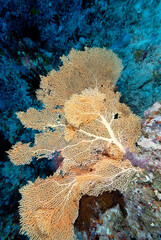 A picture of the coral reef