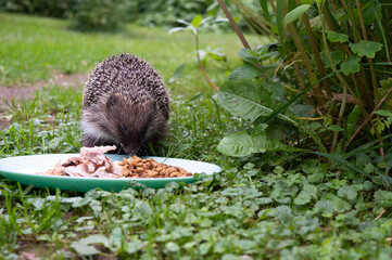 Hedgehog eating sour cream, cheese, dry cat food and chicken in summer © hellame