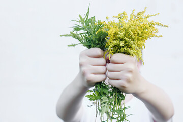 Buquets Ragweed bushes, Ambrosia artemisiifolia and Solidago, goldenrods in child's hand. Dangerous...