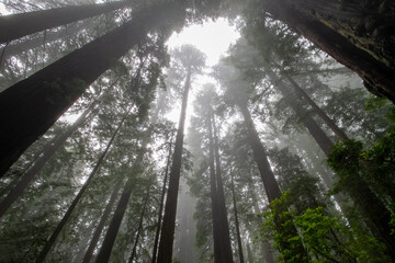 Redwoods looking up