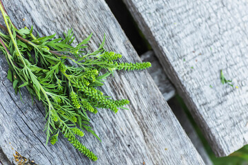 bouquet Ragweed bushes lies on wooden boards. Blossoming Ambrosia artemisiifolia dangerous...