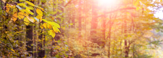 Panorama of autumn forest with yellow leaves on a branch in the foreground during sunset