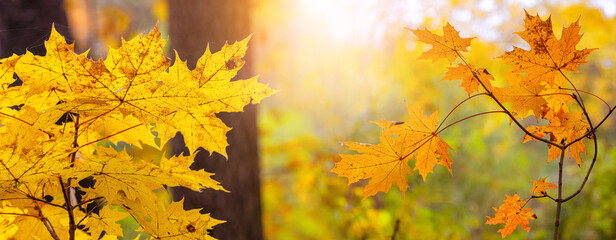 Autumn forest with colorful maple leaves in sunny weather, panorama