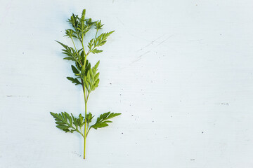 Ragweed bushes. Ambrosia artemisiifolia dangerous allergy-causing plant on a white wooden...