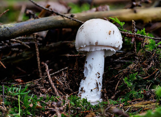 Der Pilz Grauer Wulstling (Amanita excelsa) mit nur wenigen Velumresten