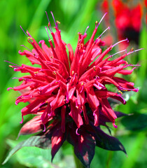 Monarda fistulosa, the wild bergamot or bee balm, is a wildflower in the mint family (Lamiaceae)...