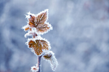 Currant branch with frost-covered dry leaves on a blurred background in winter