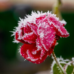 Frost-covered red rose on a dark blurred background
