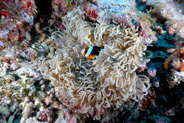 Fototapeta na wymiar An anemone and it's Clown fish