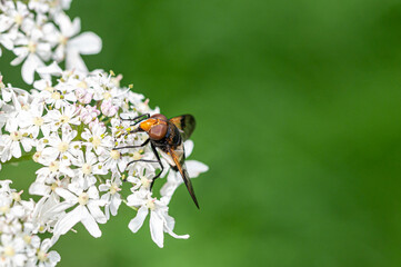 Hoverfly, Leucozona lucorum, pollinating cow parsley, anthriscus sylvestris