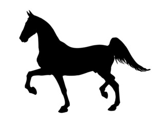 Fototapeta na wymiar black silhouette on a tennessee horse, isolated on a white background