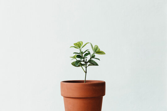 A little flowerpot in front of a white wall