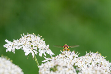 Hoverfly pollinating cow parsley, anthriscus sylvestris