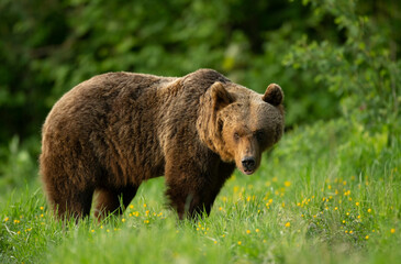 Wild brown bear ( Ursus arctos )