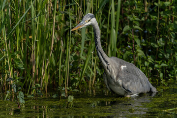   Beautiful Grey Heron (Ardea cinerea) standing in the water, Gelderland in the Netherlands. Green background. Looking into the camera.                                       