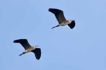 Grey heron in the sky